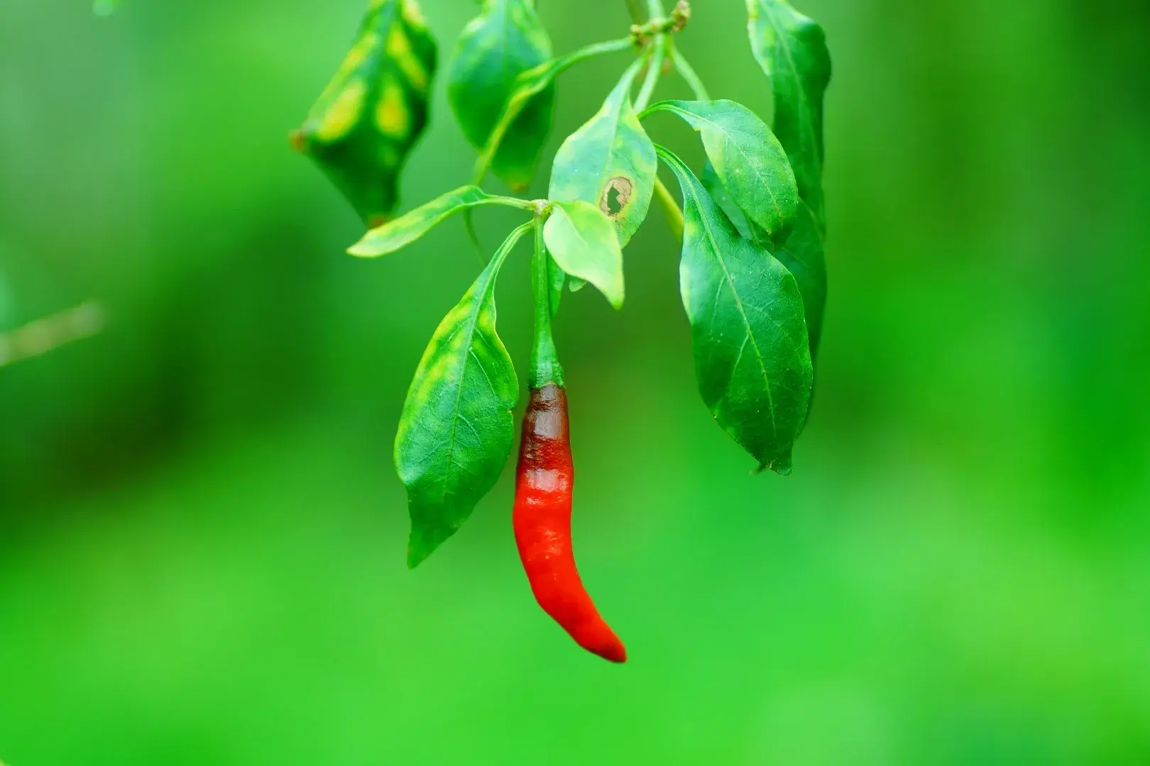 Piment de Cayenne