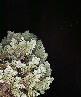 A pine tree is lit brightly from below, with a few stars visible in the black sky above.