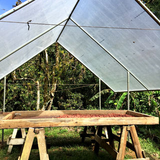 Wooden cocoa bean processing table sits in the jungle, covered by a translucent roof. 