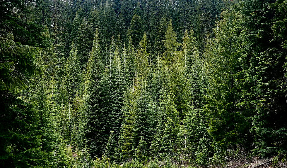 Conifer forest in Oregon. 