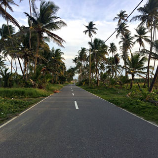 Two-lane road stretches into the distance, surrounded by tall palm trees on both sides. 