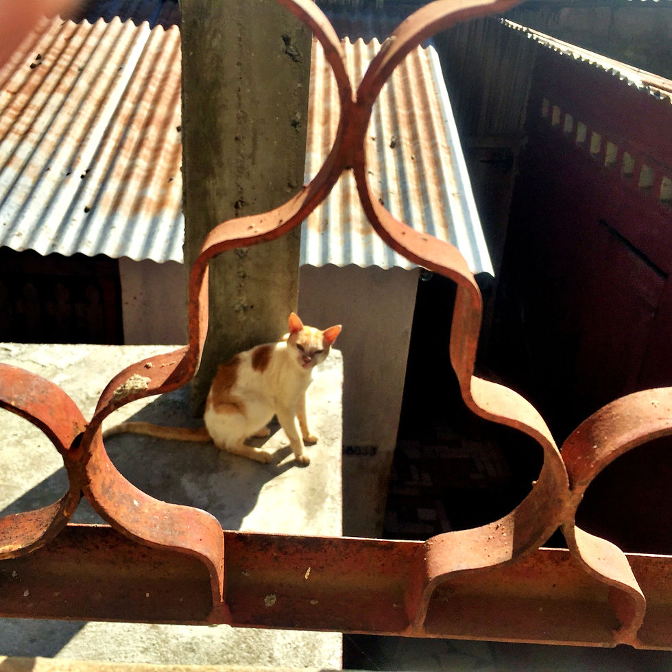 Orange and white cat sitting in the sun on a roof, framed by decorative metal window bars.