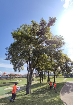 Tree inventory