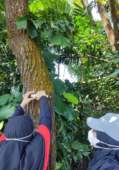 Tree inventory