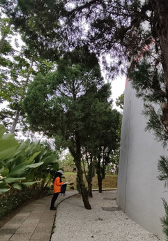 Tree inventory