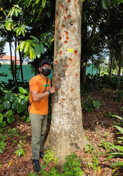 Tree inventory