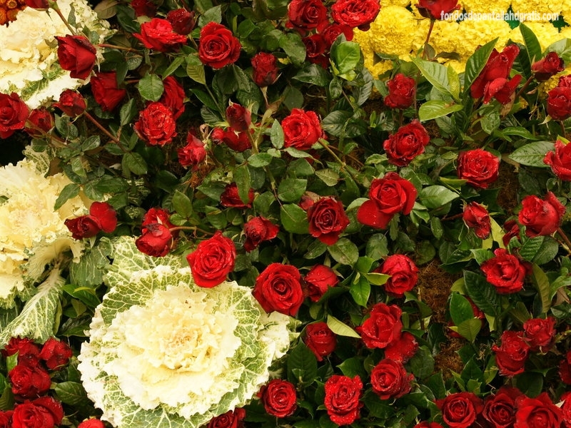Featured image of post Flores Paisajes Hermosos Para Fondo De Pantalla
