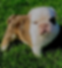 puppies