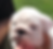 puppies