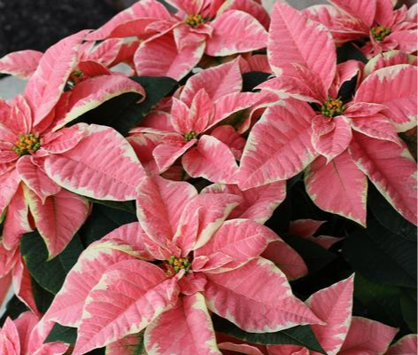 Thumbnail: 6" Poinsettia