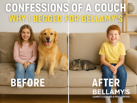 Confessions of a Couch: Life with Kids, Pets & Why I Begged for Bellamy’s
