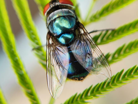Keeping it Buzz-Free: Natural Fly Deterrent Remedies for a Fly-Free Summer in Queensland