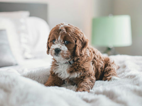 Ensuring Pet Safety During Pest Control: A Guide with Bellamy's Carpet Cleaning and Pest Control