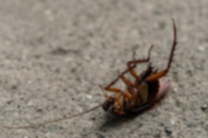 Pest Control