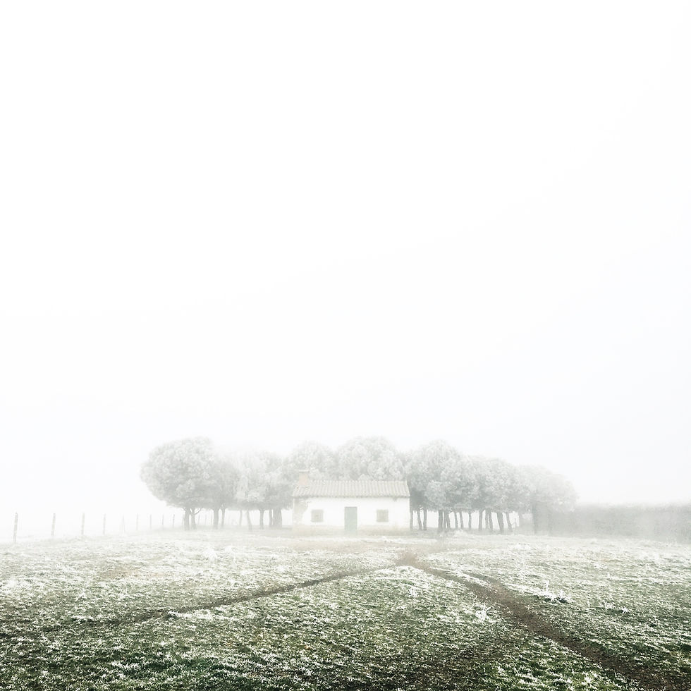 frosty winter forest