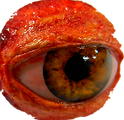 eyeball 1_edited.png