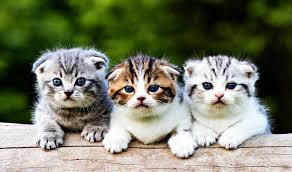 The Benefits of Adding a Scottish Fold to Your Family