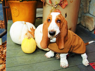Canine Cancer Awareness- Hemangiosarcoma