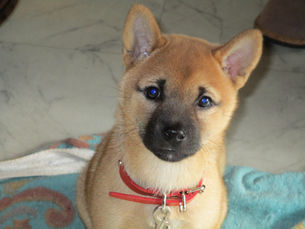 私の好きなモノ・犬編