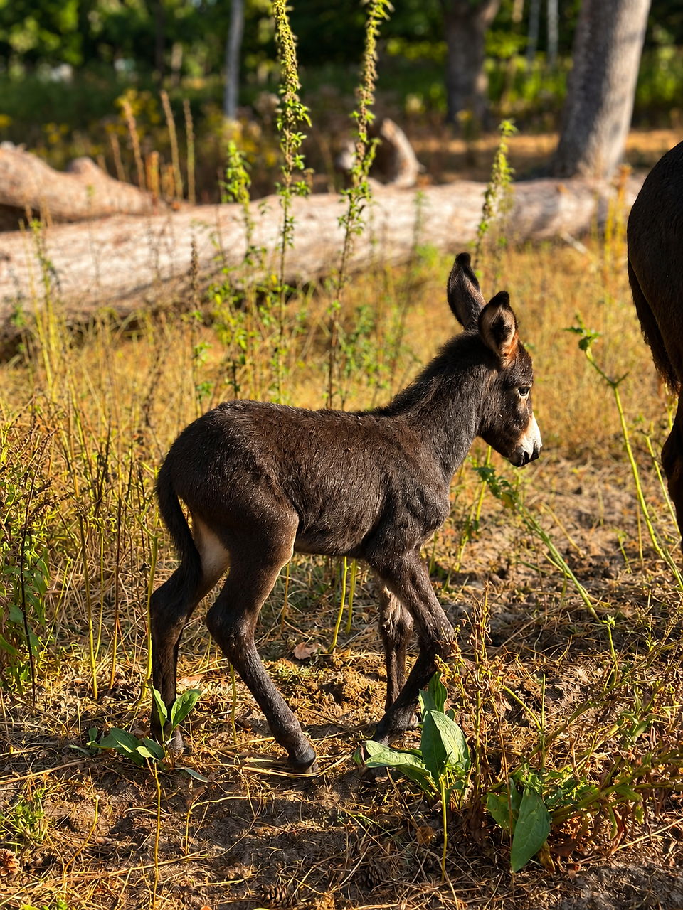 Jeune ânon découvrant son environnement après sa naissance à la Ferme Pédagogique du Domaine du Marq