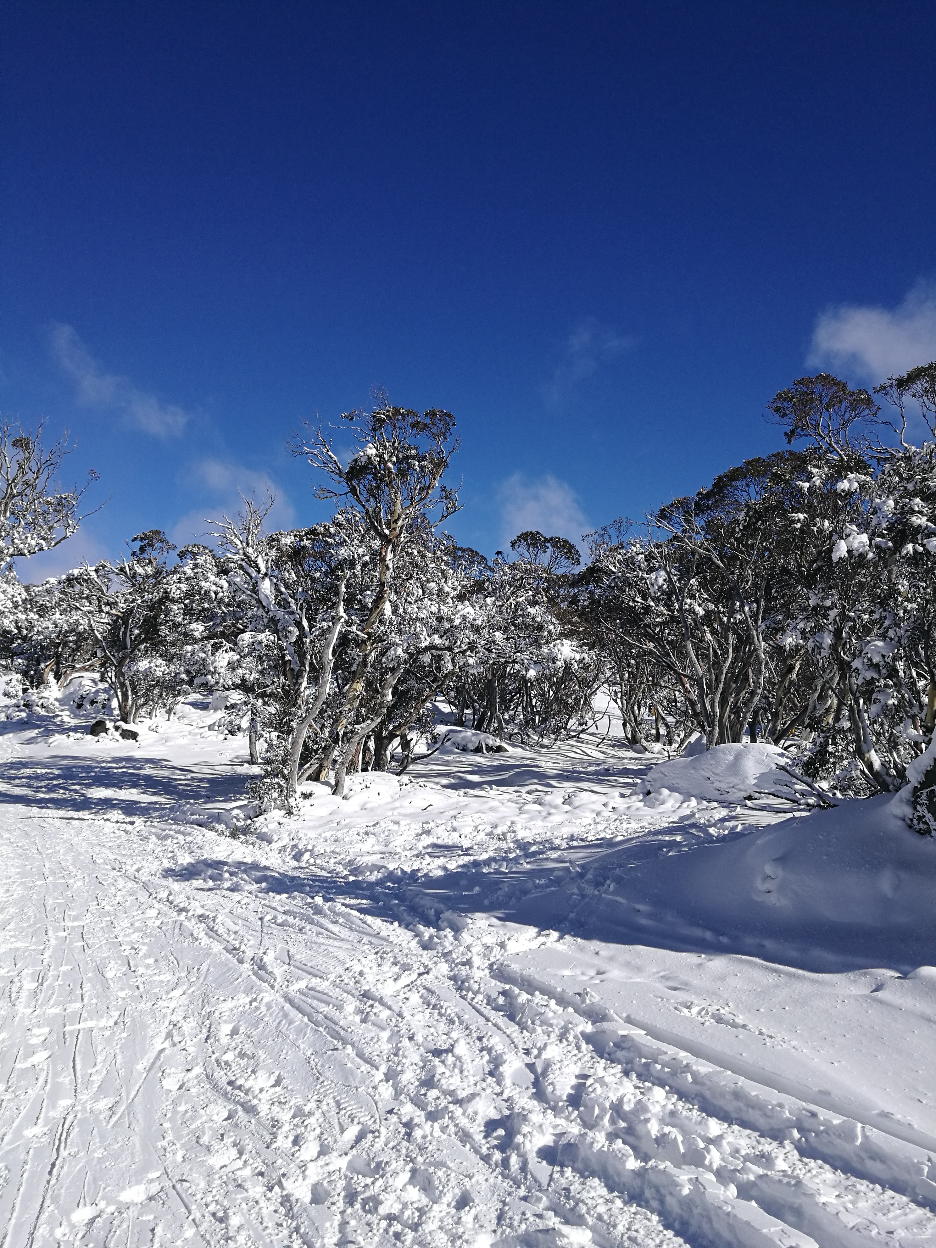 Snow Gums in July