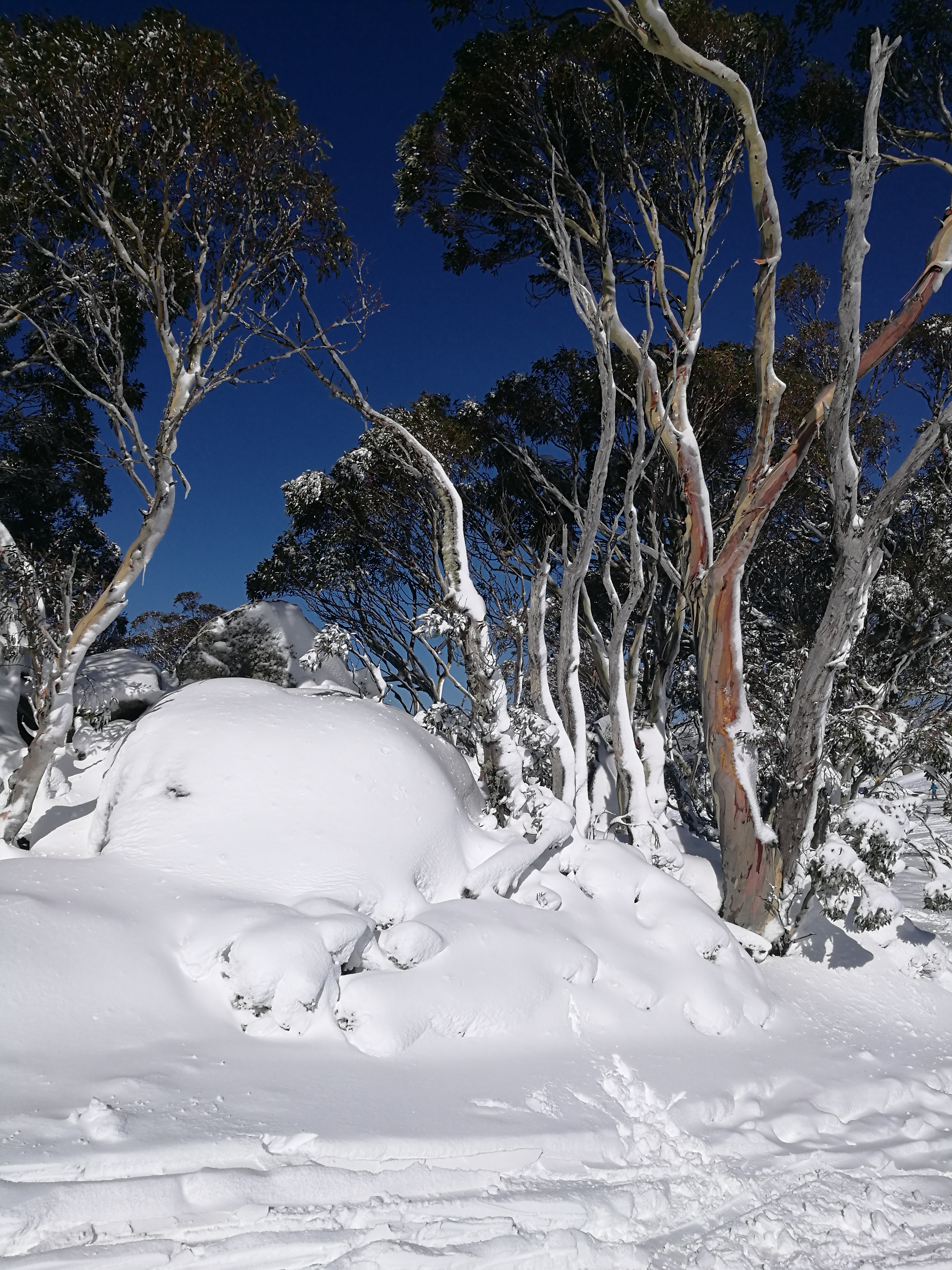 Snow Gums in July