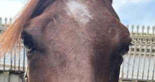 RACEHORSE REHOMING: JIMMY