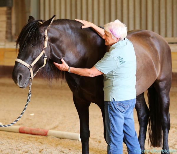 4 Day Tellington Method Clinic - Wagga Wagga