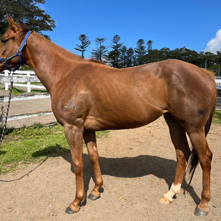 RACEHORSE REHOMING: ROCCO