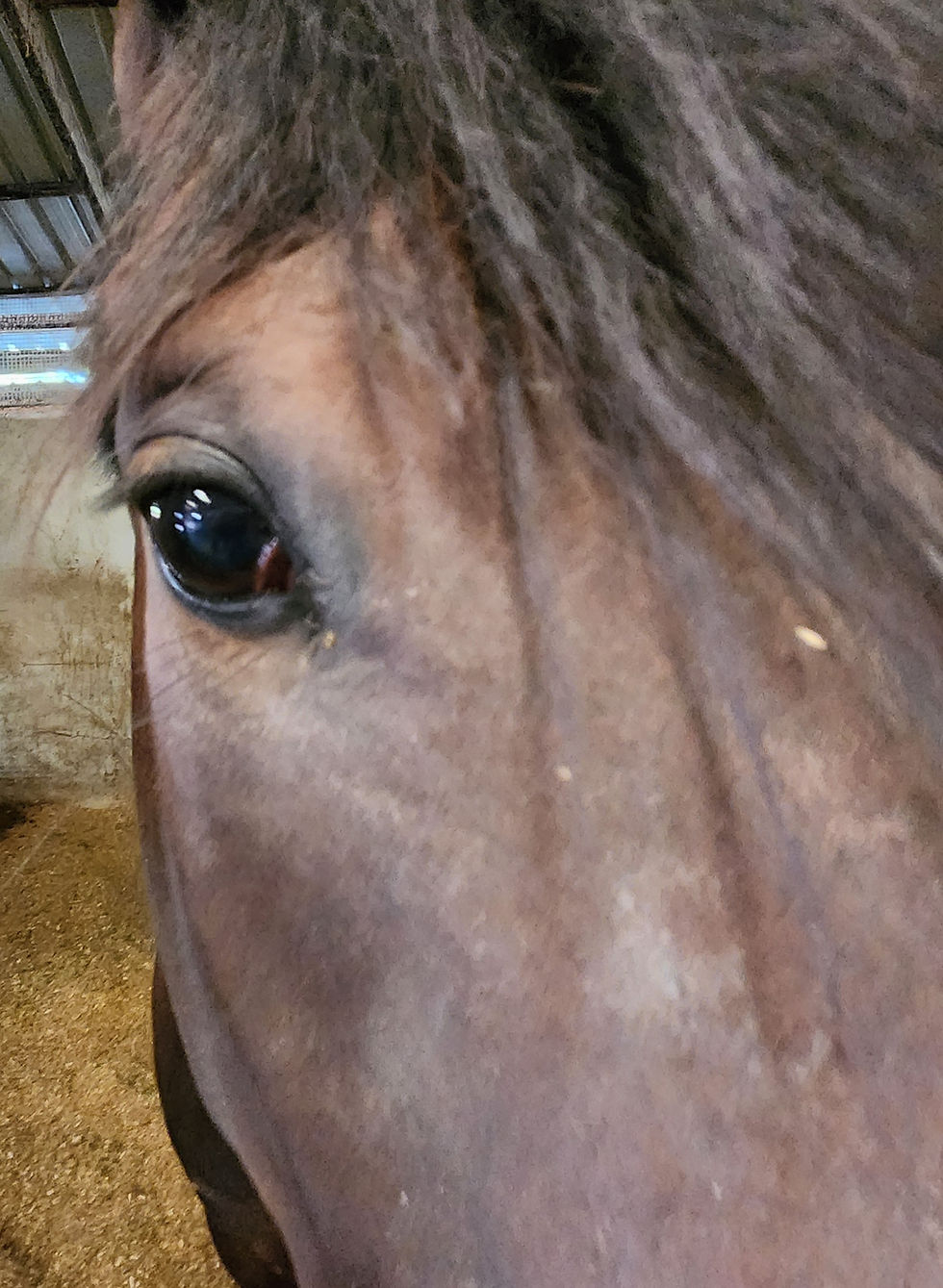 RACEHORSE REHOMING: FLOSSY