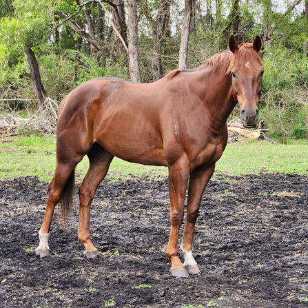 RACEHORSE REHOMING: ROCKY