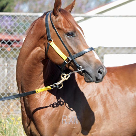 RACEHORSE REHOMING: NIKO