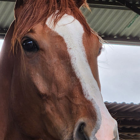 RACEHORSE REHOMING:  KS