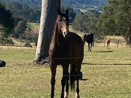 RACEHORSE REHOMING: BULLET