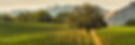 a scenic image of a field with trees in the background