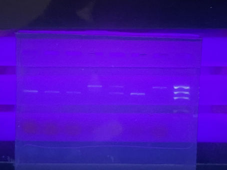 Doing Biology! (Finally)