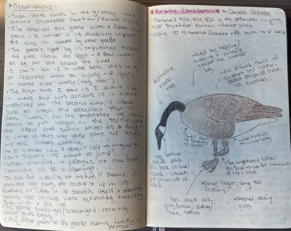A journal entry in my nature journal about a goose with only one leg
