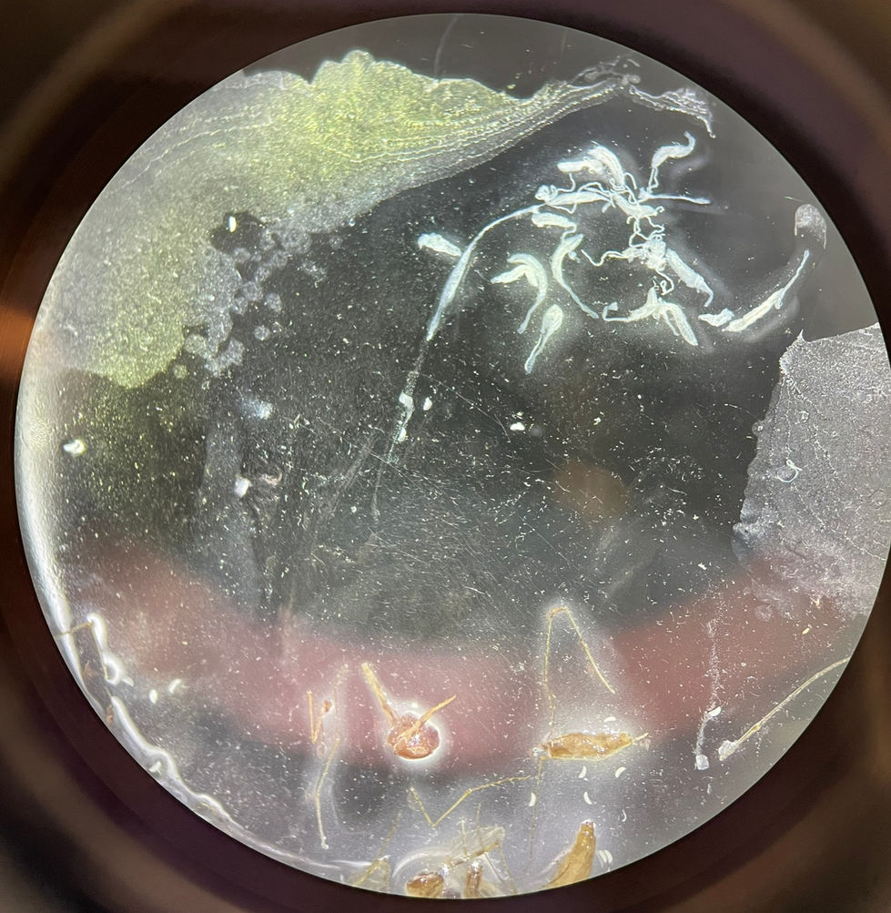 Mosquito dissections under a microscope