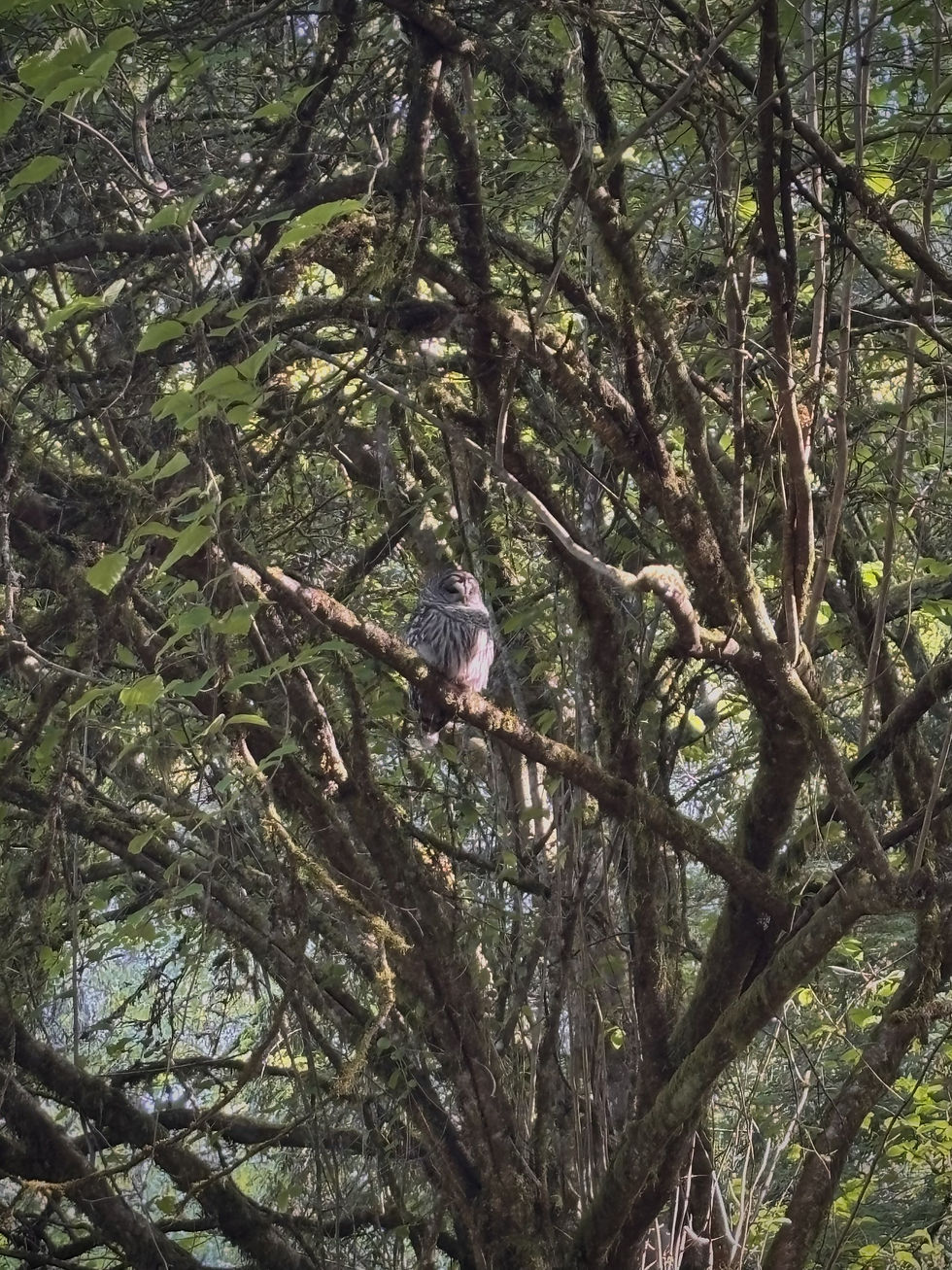 An owl I saw during a trip to the Arboretum