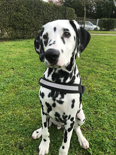OREO (1).JPEG