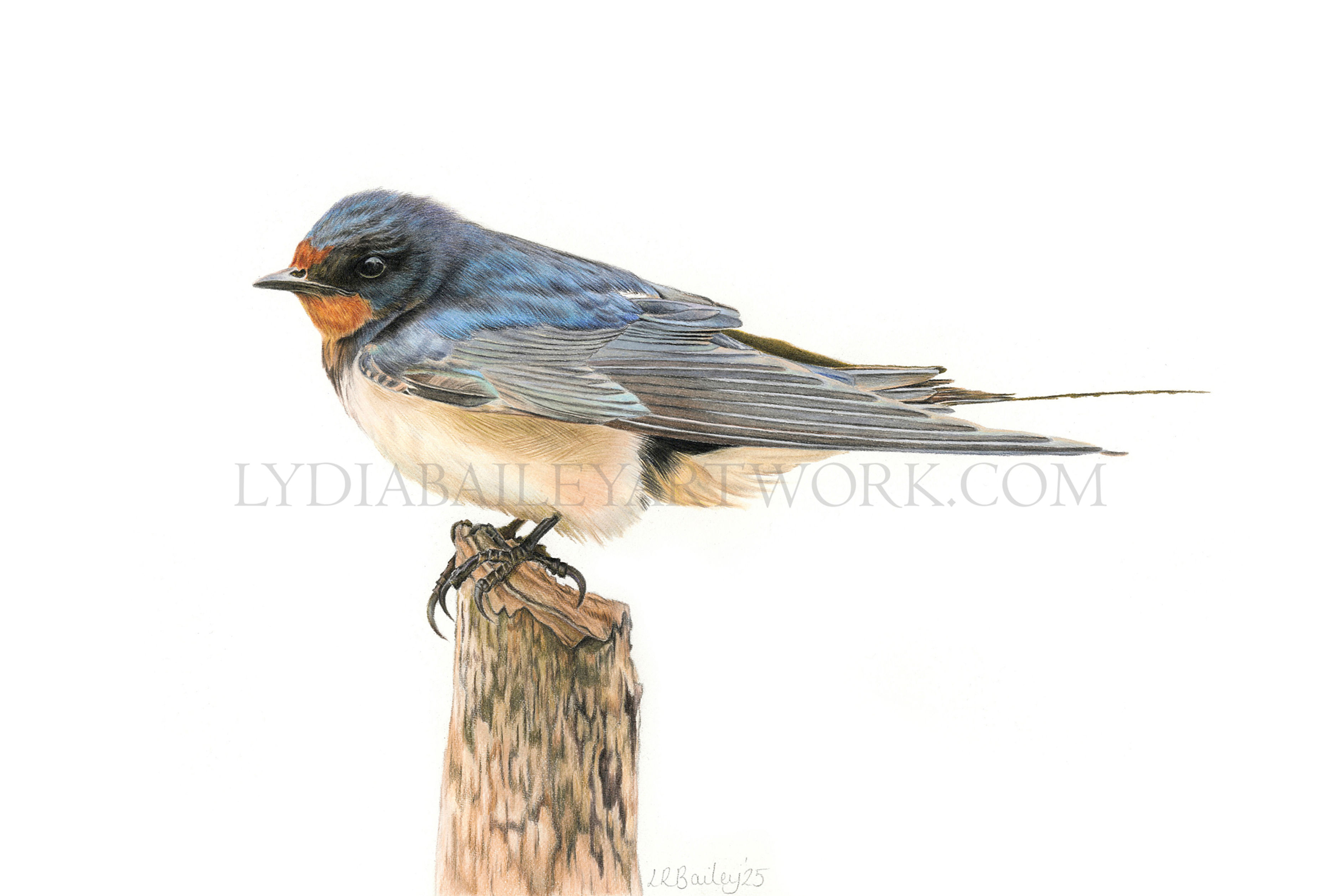 'Swallow Study' Limited Edition Print'