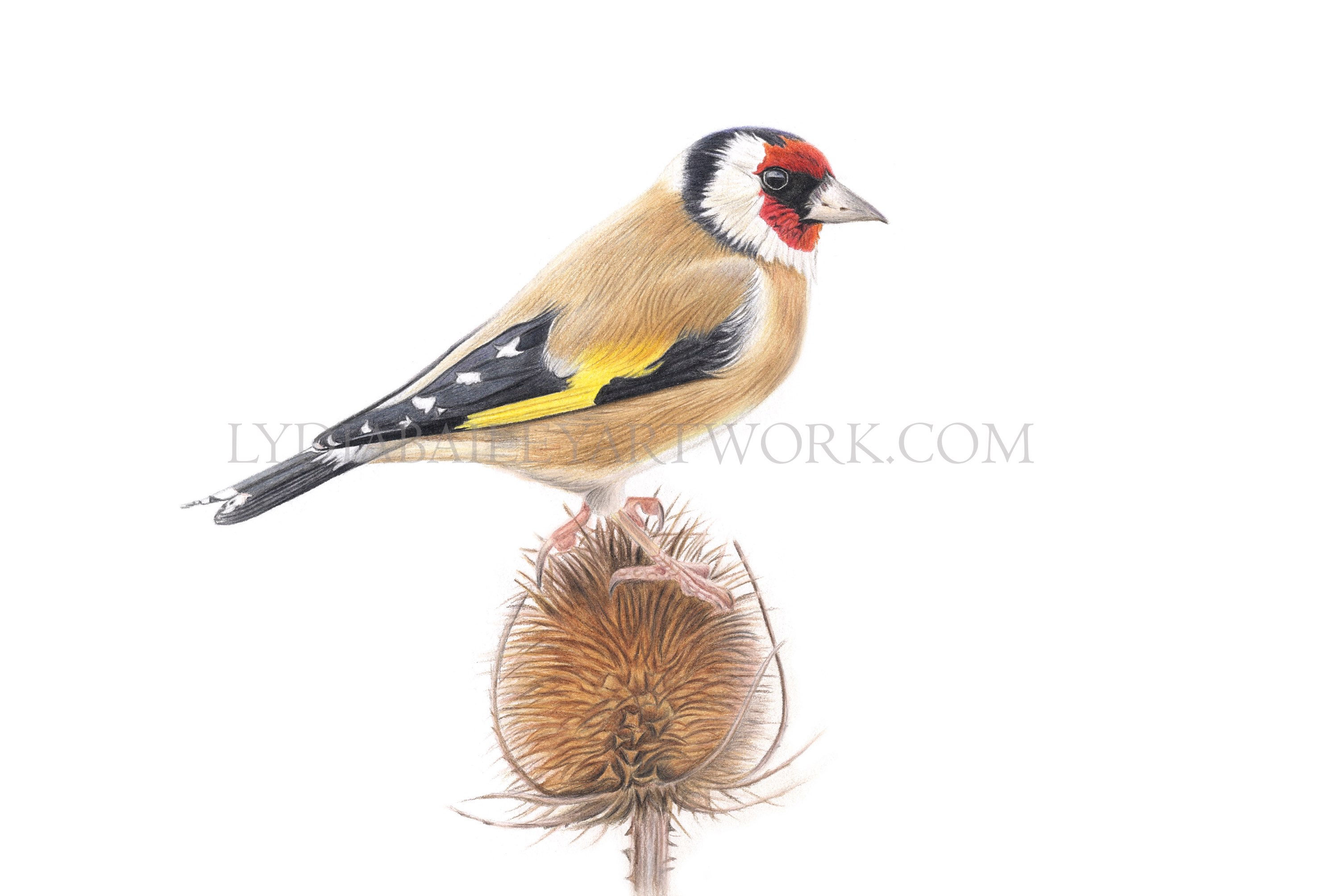 'Goldfinch Study' Limited Edition Print