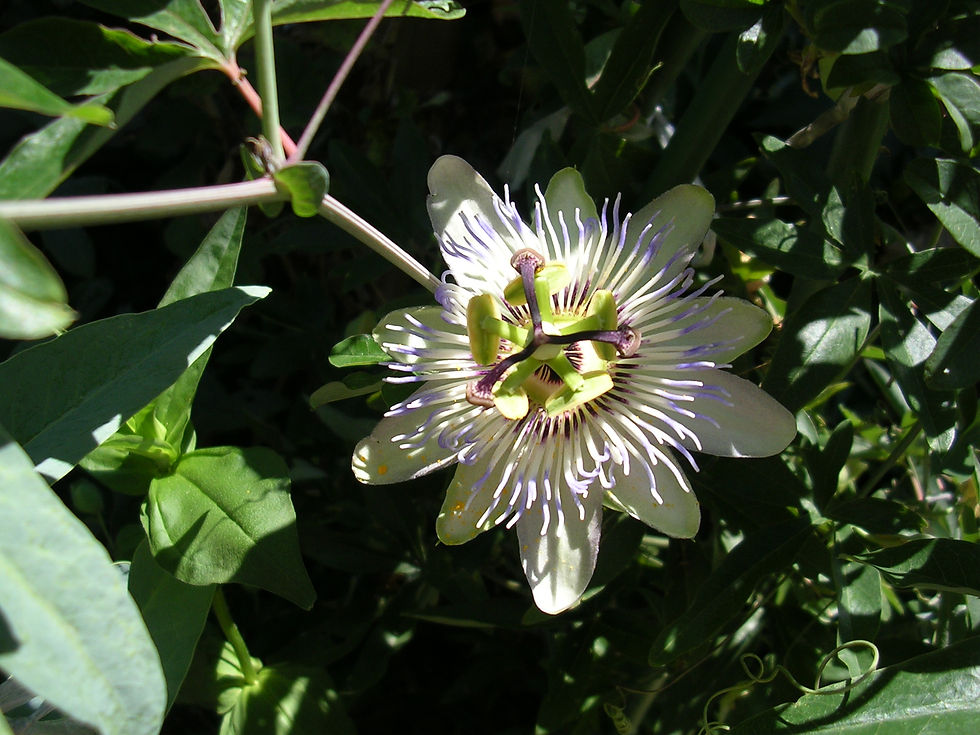DSCN2704.JPG