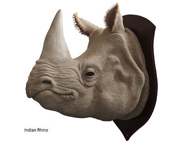 Indian Rhino Profile transparent backgro