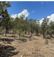 Juniper and Brush Clearing for Wildfire Mitigation in Western Colorado