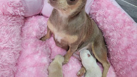 Những sáng tạo thấy cưng tại NNAS...