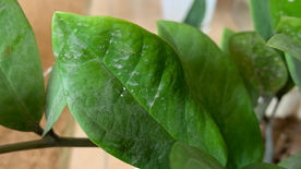 Một bạn TNV chia sẽ: