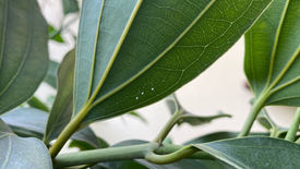 Wow, nhà Bạn này nở Hoa Ưu Đàm chắc khoảng 7 lần rồi ấy. Yêu Thượng Đế và Tất Cả.