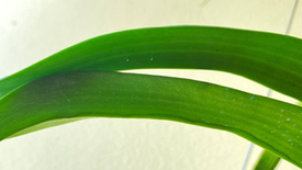 Ánh sáng được thân cận Mặt Trời