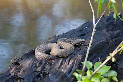 Cottonmouth-1.jpg